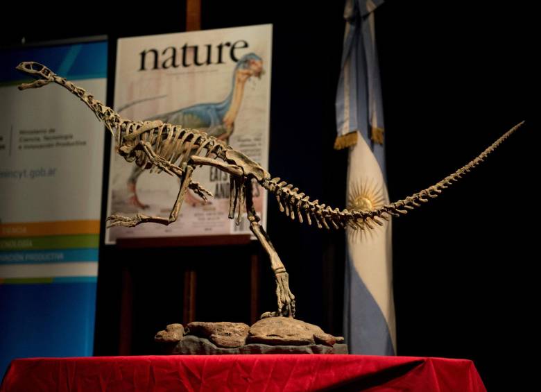 Una réplica del esqueleto de Chilesaurus diegosuarezi, un rado dinosaurio hervíboro exhibido en el Museo Natural de Ciencia Bernardino Rivadavia Naten Buenos Aires, Argentina. FOTO: Afp