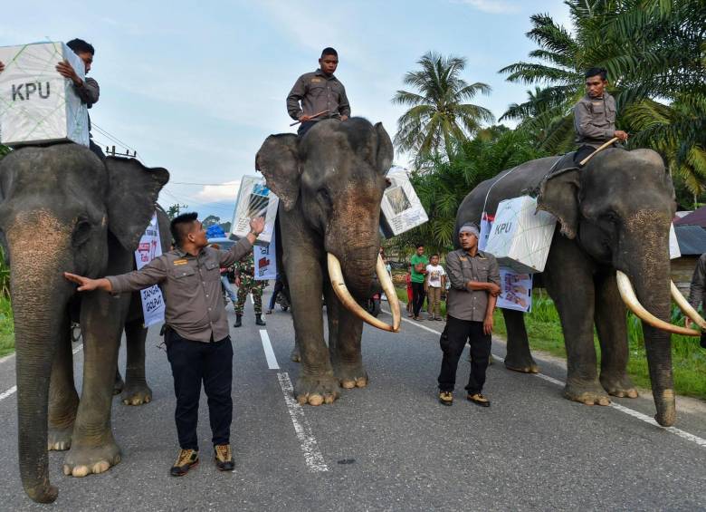 El material electoral es transportado en elefantes. FOTO: AFP