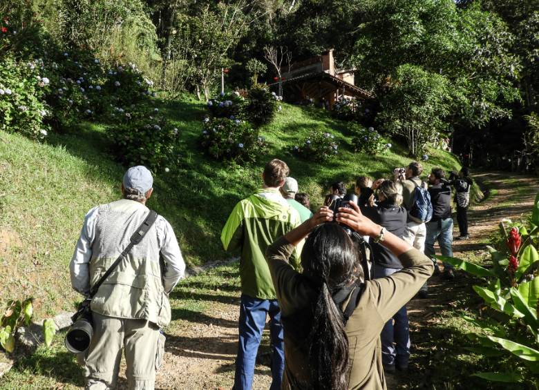 La pacificación de algunas zonas rurales ha permitido convertir a Colombia en potencia en avistamiento de aves. FOTO procolombia