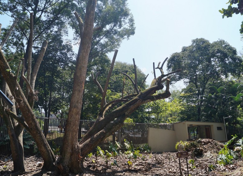 Tala de un árbol en la unidad residencial Sao Paulo, en El Poblado, la acción privada es otra amenaza para ellos. FOTO cortesía