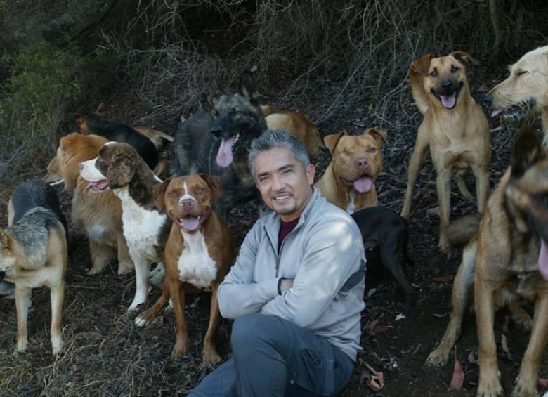 La directora del centro canino afirmó que César Millán no alcanzó a mejorar la conducta del perro porque la dueña lo sacó del tratamiento en contra de las indicaciones que recibió. FOTO Archivo 