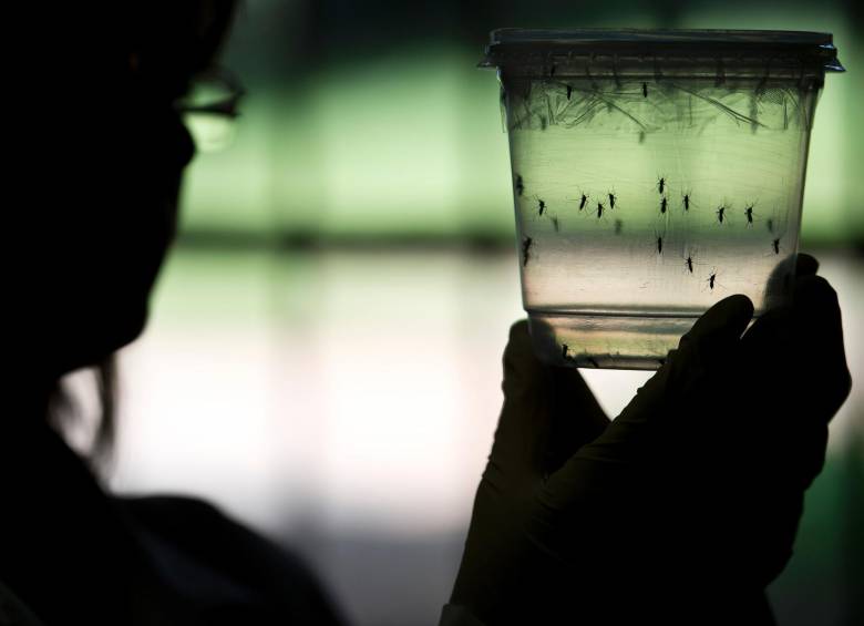 Los especialistas expresaron que es necesario entender qué otras enfermedades puede generar el zika. FOTO AFP