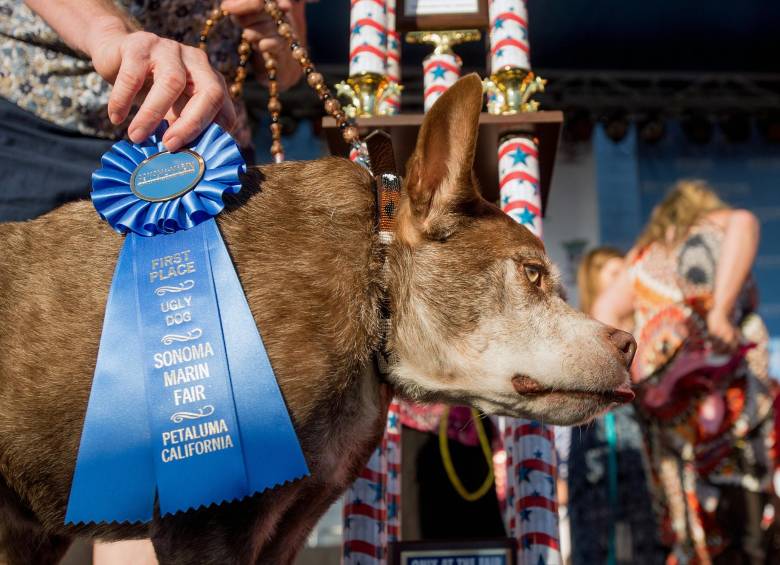 El perro ganador Quasi Modo. FOTO AP