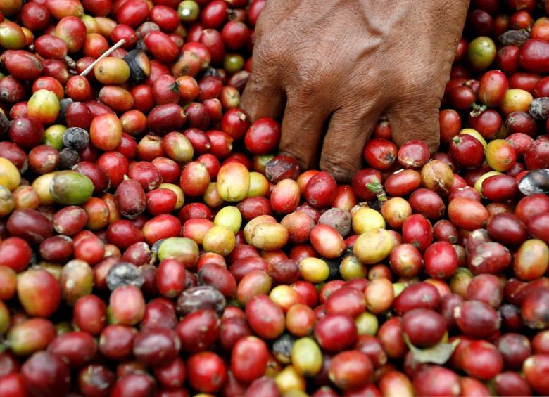 Las estrategias de los productores de café para evitar la ruina