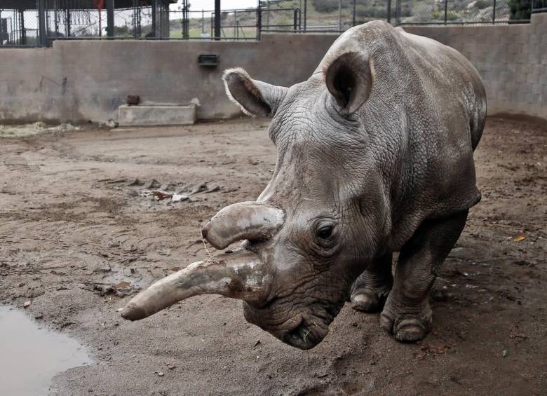 Nola, una rinoceronte blanca del norte, fue sacrificada el 22 de noviembre. Solo quedan tres ejemplares de esta especie en el mundo. FOTO AP