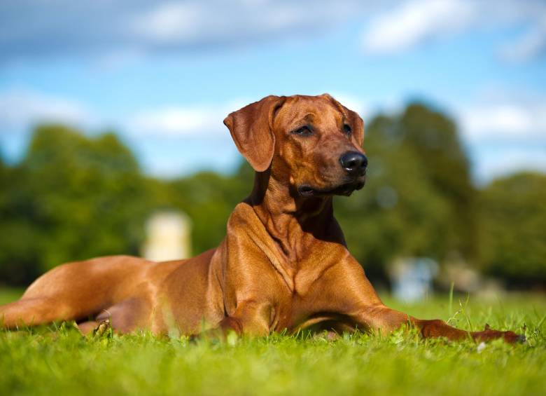 Los desarrolladores paisas se han ingeniado varias aplicaciones para el bienestar de las mascotas y la facilidad del amo. FOTO Shutterstock