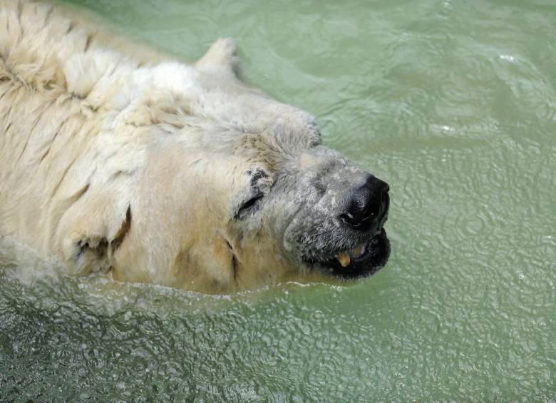 A punto de cumplir 22 años viviendo en el zoológico de Mendoza, Arturo, de 31 años, había superado el promedio de edad de este tipo de animales cuando se encuentran en cautiverio. FOTO AFP