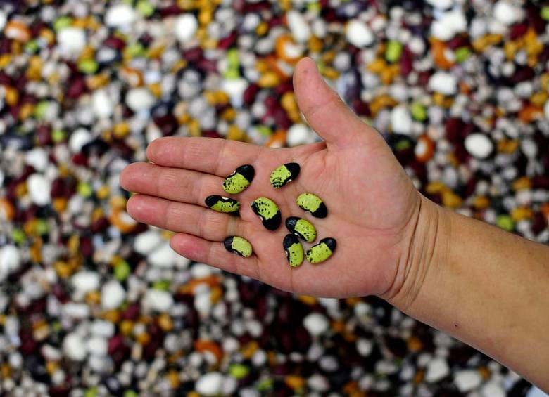 Acosemillas invita a los productores a conocer e implementar las medidas preventivas de desinfección.