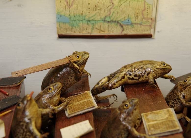 Froggyland, el curioso museo de las ranas