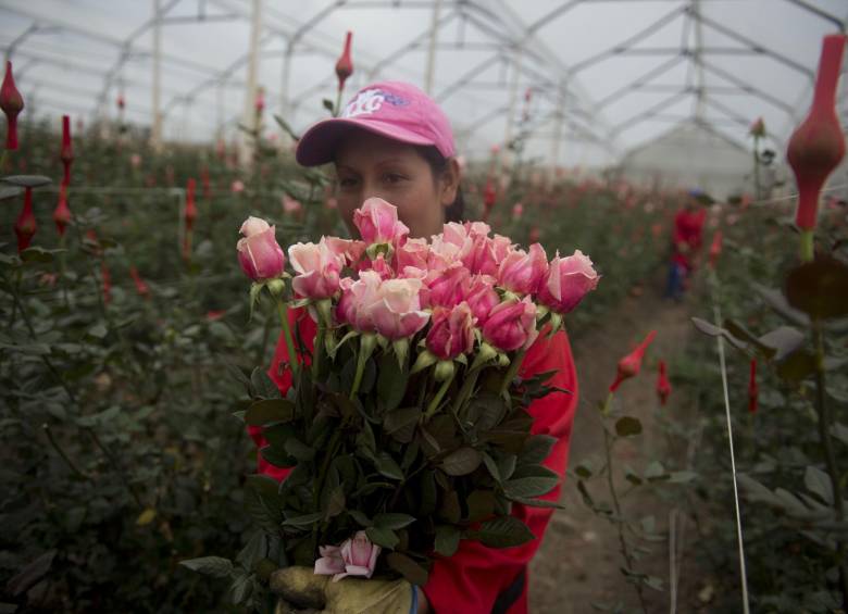 La rosa es la variedad que más se vende durante San Valentín. FOTO AFP