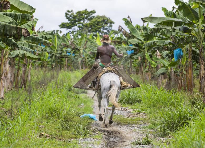 Esta región del Chocó ha sido azotada por el conflicto, dada la presencia de la guerrilla del Eln. Las comunidades resultan ser las más afectadas en este choque. FOTO Julio César Herrera