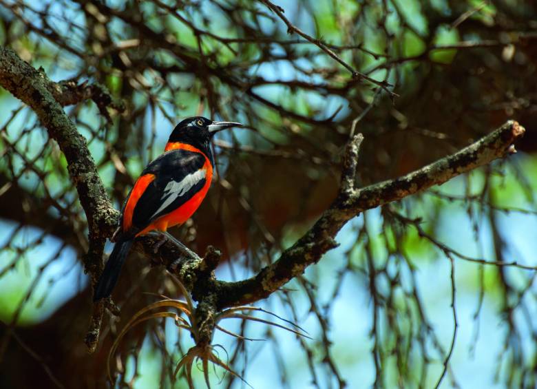 Aves del Casanare en la lente de Murray Cooper