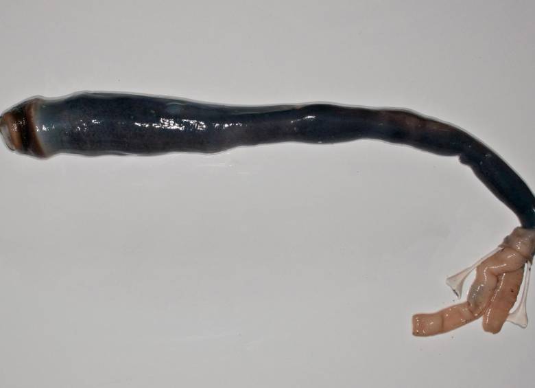 Científicos descubren molusco marino parecido a un gusano gigante