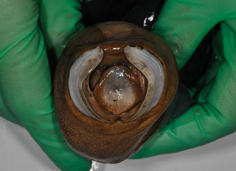 Científicos descubren molusco marino parecido a un gusano gigante
