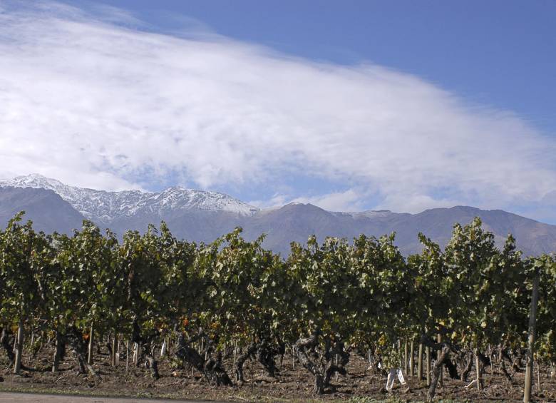 Los viñedos de Cousiño Macul se plantaron desde 1860, son plantas que no se encuentran en otra parte de Chile. Carlos Cousiño lo llama, “su mayor capital”. FOTO Cortesía Cousiño Macul