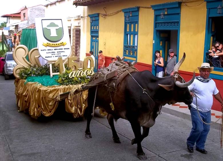 Los bueyes fueron grandes aliados en las faenas del campo. Aunque hay pocos. En Valparaíso les rinden homenaje. FOTO cortesía