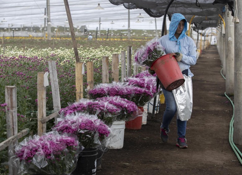 La producción de flores en Antioquia genera trabajo formal para 8.250 mujeres, según Asocolflores. Foto Manuel Saldarriaga