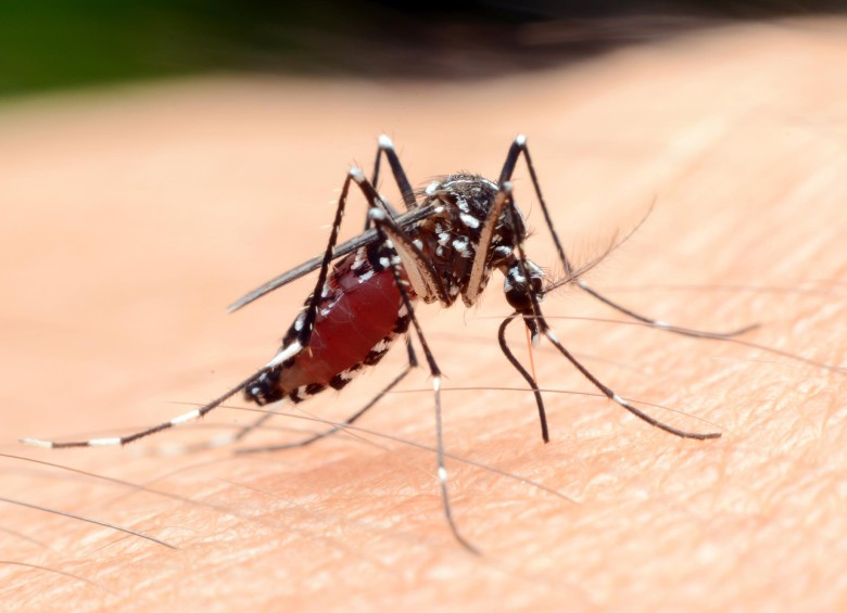 El paludismo, o malaria, se transmite al ser humano por la picadura de mosquitos infectados del género Anopheles. FOTO SSTOCK