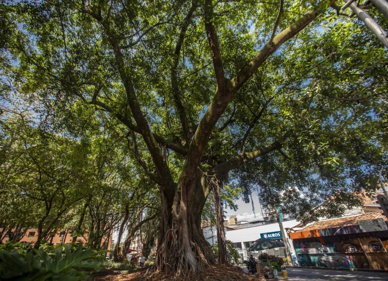 Este caucho gigante (Ficus elastica) es el máximo ejemplar del parque El Poblado, uno los protegidos por la alcaldía de Medellín. FOTO Camilo Suárez