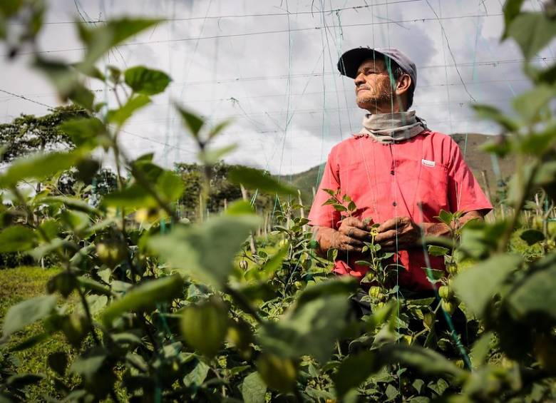 Pequeños productores agropecuarios tienen un panorama retador para acceder a los beneficios de la prima. FOTO COLPRENSA