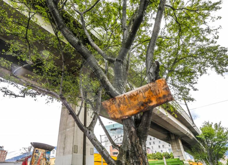 Árboles que son utilizados para las labores diarias