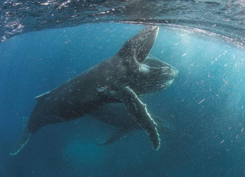 Varios ejemplares de ballena jorobada en aguas de Ciudad de Cabo, Sudáfrica. La serie documental Our Planet, que llega hoy a la plataforma de streaming, muestra la flora y fauna del mundo a fin de generar conciencia en la protección del planeta. Foto: Netflix