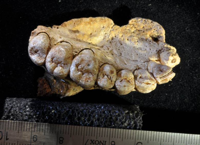 El maxilar con los dientes hallado en Misliya, Israel. Para los científicos se trata de un fósil de origen humano de hace más de 177.000 años. FOTO Rolf Quam, Universidad de Binghamton