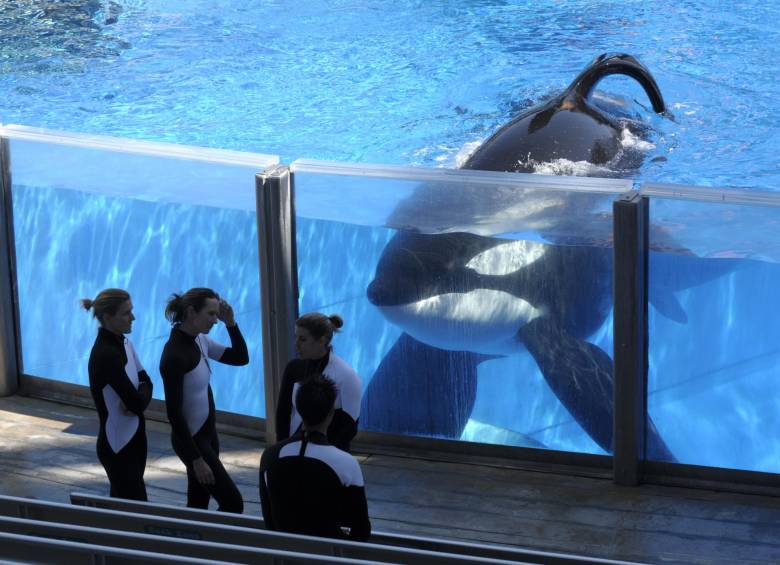 La orca más famosa del SeaWorld está agonizando