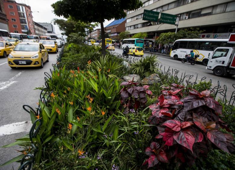 Dentro de la estrategia, en la que la Administración invierte $45.000 millones, se han plantado 8.300 árboles y palmas. FOTO: JULIO CÉSAR HERRERA