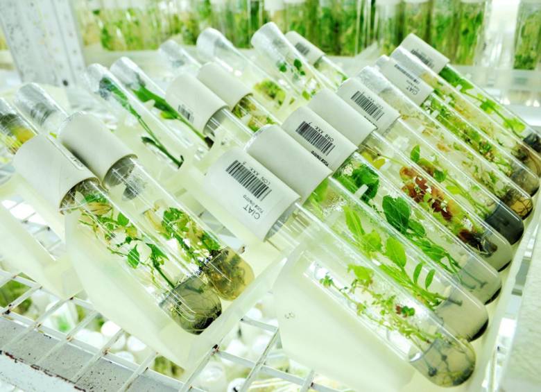 En la imagen, conservación in vitro de variedades silvestres de yuca almacenadas en el banco de germoplasma del Ciat en Palmira, Valle. FOTO CORTESÍA CIAT
