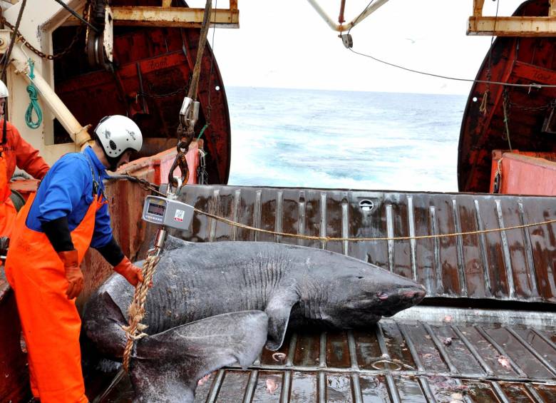Un tiburón es el vertebrado más viejo del mundo