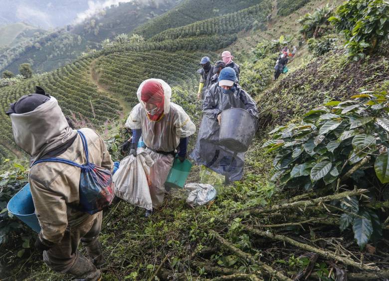 Uno de los retos de los dueños de las fincas cafeteras es ofrecer comodidades como internet, para que los recolectores no salgan a los pueblos. FOTO manuel saldarriaga