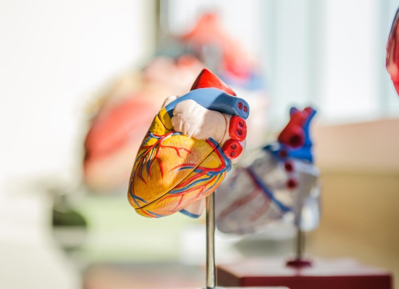 Se sabe que el número de cardiomiocitos que posee el corazón es limitado y su capacidad de dividirse o regenerarse en personas adultas es muy reducida. Foto: Jesse Orrico vía Unsplash