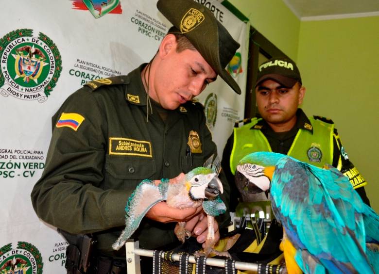 Las autoridades rescataron 22 especies que iban a ser comercializadas, entre ellas dos guacamayas, 17 pichones de guacamaya, dos tucanes y un cardenal rojo guajiro. FOTO CORTESÍA