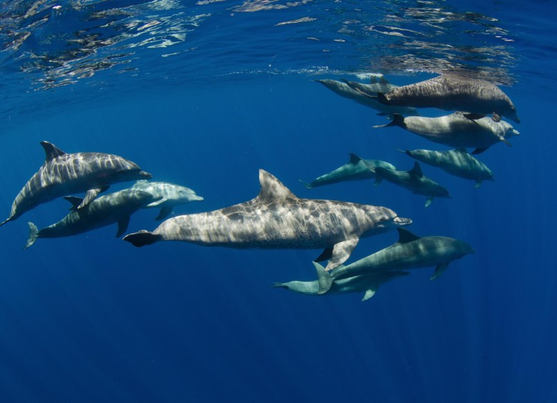 Los delfines fueron encontrados muertos en la costas de Florida y Luisiana. FOTO SSTOCK