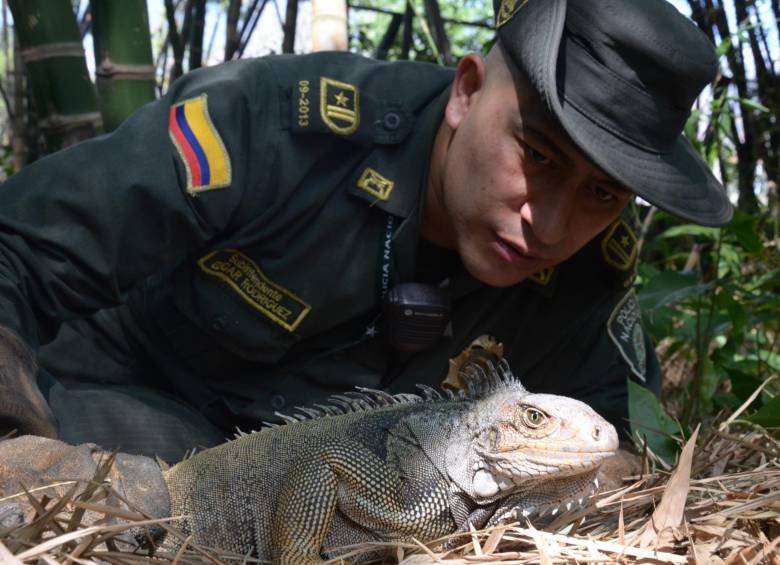 Las especies fueron recuperadas en diferentes zonas del municipio de Bello. Fotos: Cortesía Policía Metropolitana