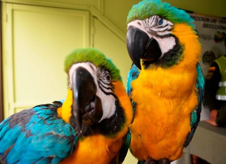 Las autoridades rescataron 22 especies que iban a ser comercializadas, entre ellas dos guacamayas, 17 pichones de guacamaya, dos tucanes y un cardenal rojo guajiro. FOTO CORTESÍA
