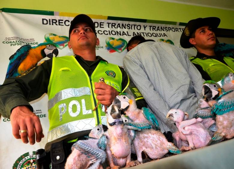 Las autoridades rescataron 22 especies que iban a ser comercializadas, entre ellas dos guacamayas, 17 pichones de guacamaya, dos tucanes y un cardenal rojo guajiro. FOTO CORTESÍA