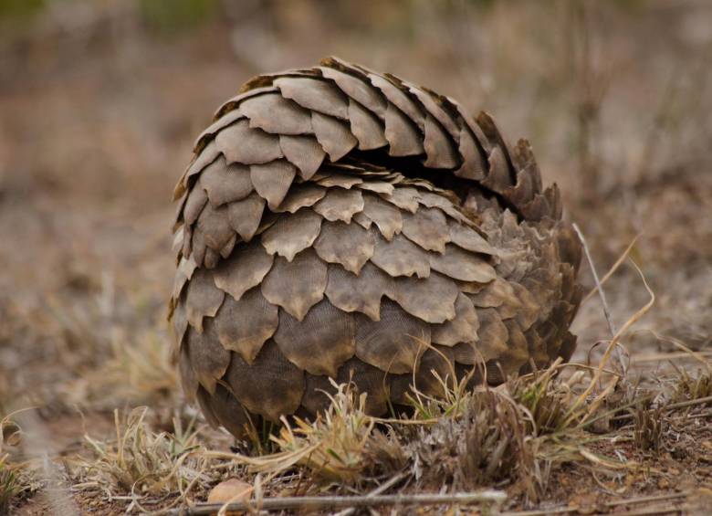 Enrollarse es la forma que tiene el pangolín de protegerse. Foto: Sstock