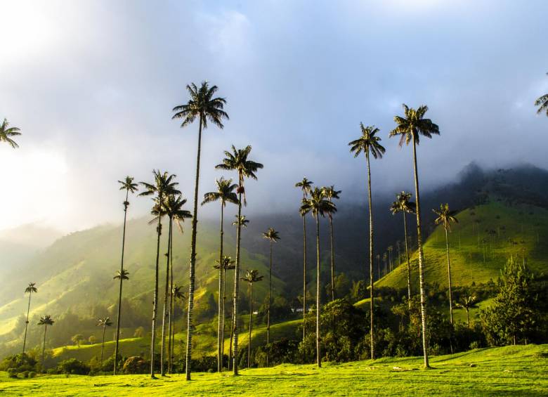Palma de cera del Quindío en valle del Cocora, amenazada allí, aunque la principal población está en el Tolima. FOTO sstock