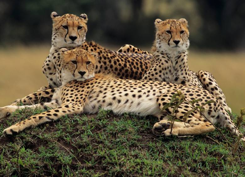 Mutaciones genéticas explican manchas y rayas en guepardos y gatos domésticos