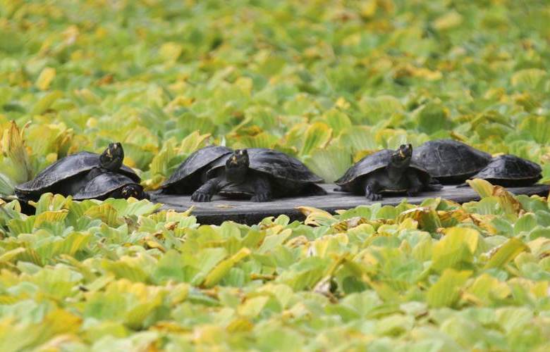 Hernán Vanegas - Amacayacu es el hogar de 150 especies diferentes que van desde grandes mamíferos hasta otros pequeños como tortugas y los monos tití.
