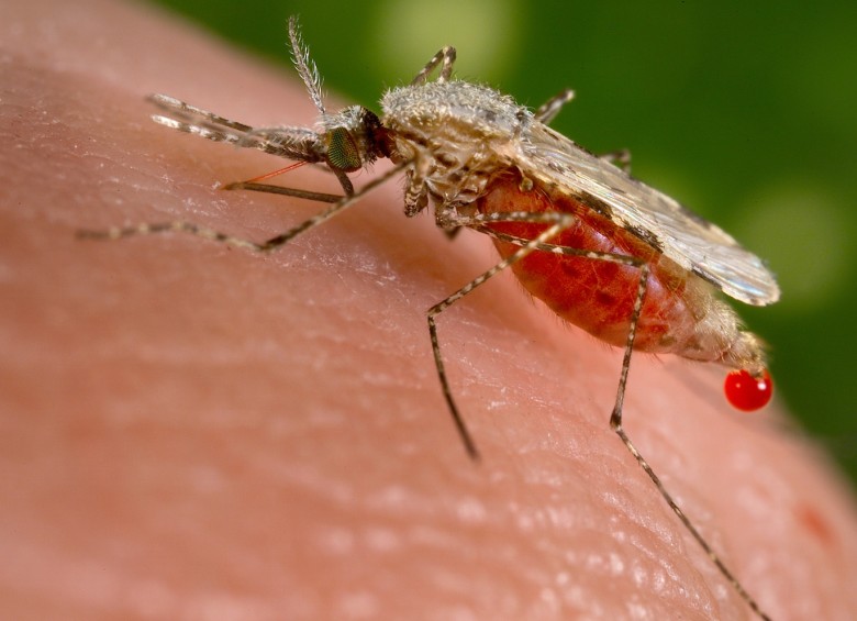 Solo en 2014, alrededor de 580.000 personas murieron a causa de la malaria en todo el mundo. FOTO REUTERS