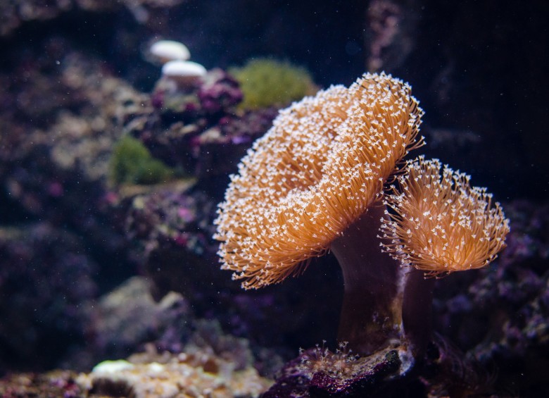 Más de la mitad de los corales de la Gran Barrera de Coral, en Australia, se han perdido en los últimos 25 años. FOTO PIXABAY