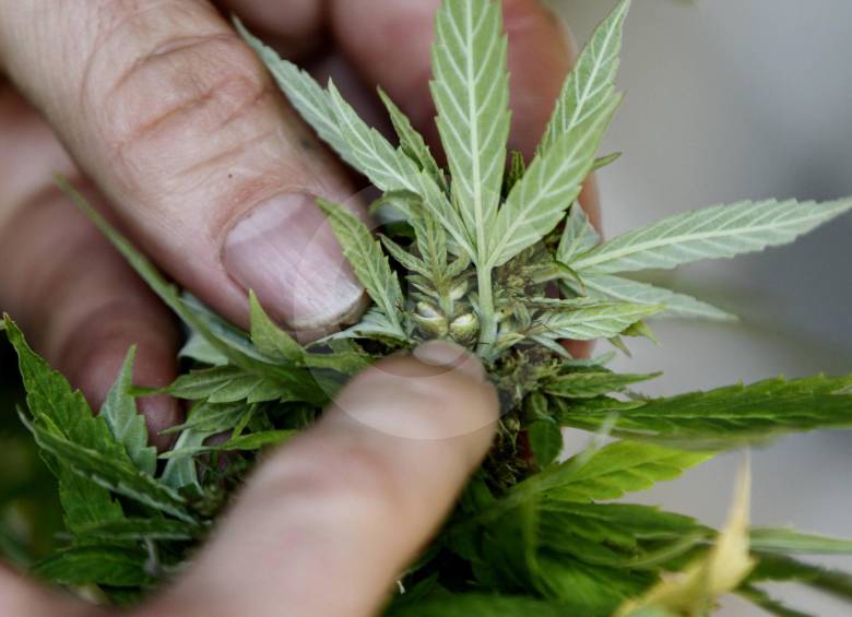 Con la ley se regula la fabricación e importación de marihuana con fines médicos y científicos. Además, establece multas para los que violen los procedimientos. FOTO Jaime Pérez
