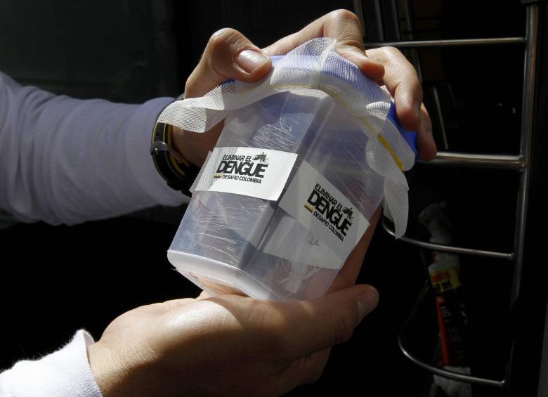 La idea es que los mosquitos con inoculados con una bacteria que neutraliza el zika se apareen con los que sí transmiten el mal, así ambos terminan como inofensivos. FOTO donaldo zuluaga