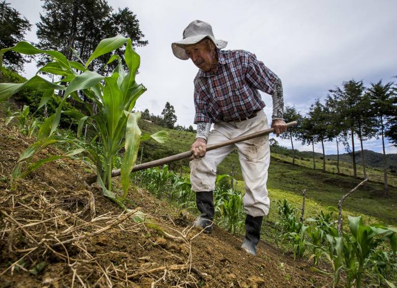 Tenga 70 o 90 años, el campesino no puede parar de trabajar