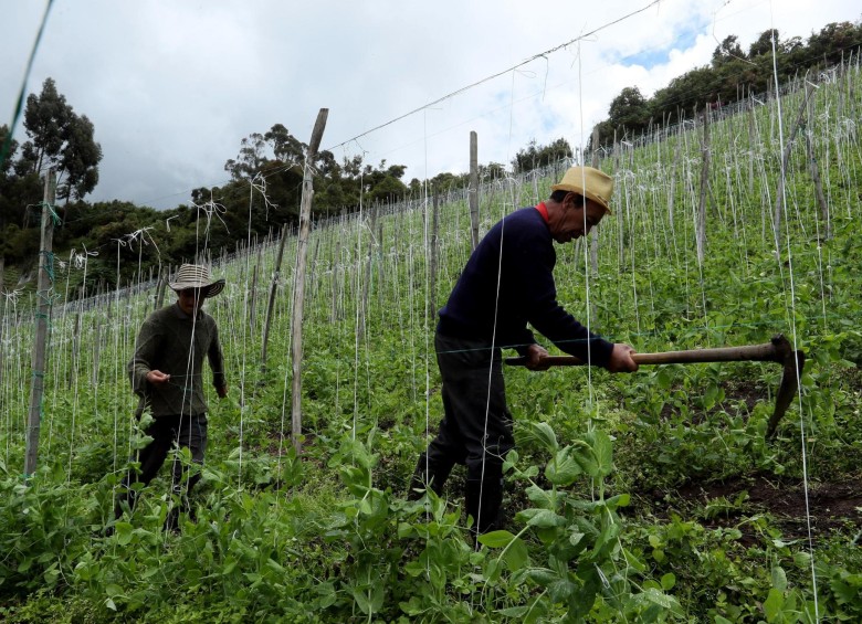 Campesinos cultivando arveja. FOTO EFE