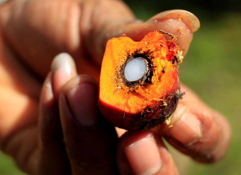 Un trabajador muestra un fruto de palma de aceite el viernes. Los productores de aceite de palma creen que las restricciones que la Unión Europea (UE) y Noruega han impuesto a los biocombustibles producidos son por “razones de orden comercial”. Foto: EFE.