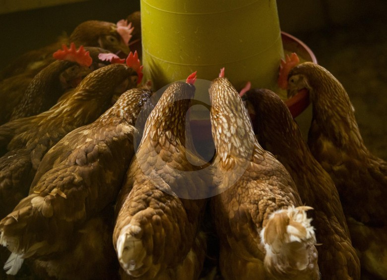 En los departamentos de Valle y Atlántico han ocurrido los más recientes ataques contra el sector avícola. FOTO: EL COLOMBIANO.